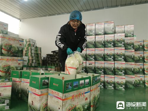 从田间地头到品牌餐桌 胶州大白菜的“出圈”之路与专业化生产服务